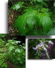 Solanum aculeatissimum