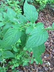 Salvia curviflora
