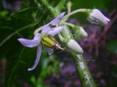 Solanum aculeatissimum