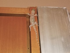 Hemidactylus turcicus