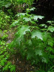 Solanum aculeatissimum
