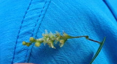 Dioscorea burchellii