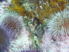 Chalaroderma ocellata