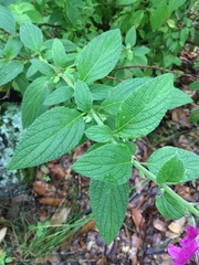 Salvia curviflora