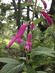 Salvia curviflora