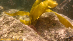 Laminaria ochroleuca