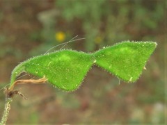 Desmodium tenuifolium