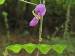Desmodium tenuifolium