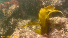 Laminaria ochroleuca