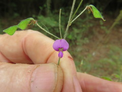Desmodium tenuifolium