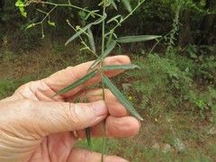 Desmodium tenuifolium