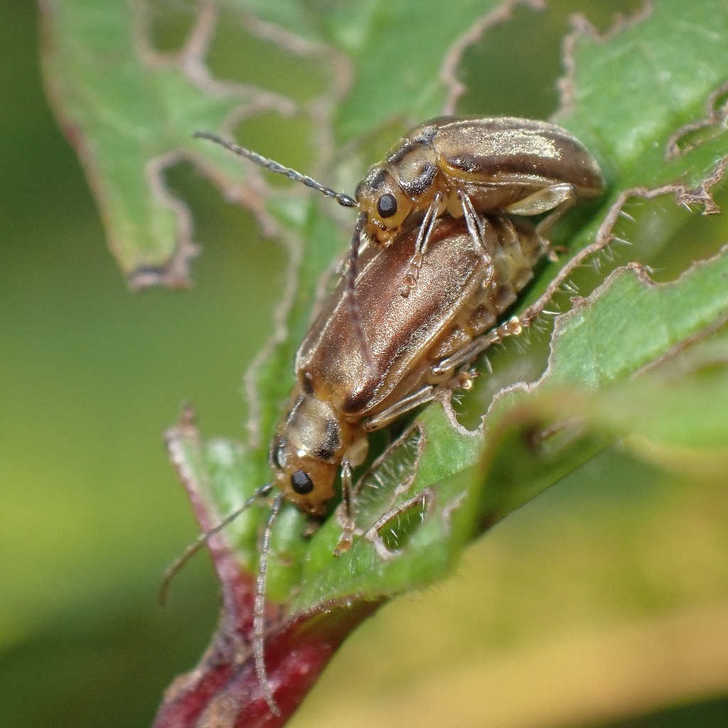 Viburnum Leaf Beetle (Early Detection watchlist for Upper Delaware