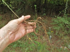 Desmodium tenuifolium