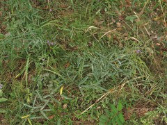 Desmodium tenuifolium