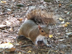 Sciurus carolinensis