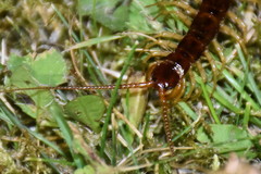 Eupolybothrus grossipes