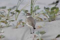 Charadrius marginatus marginatus