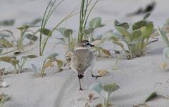 Charadrius marginatus marginatus