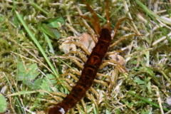 Eupolybothrus grossipes