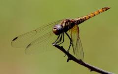 Trithemis annulata annulata