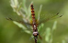 Trithemis annulata annulata