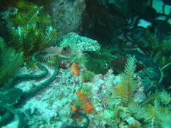 Caffrogobius nudiceps