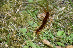 Eupolybothrus grossipes