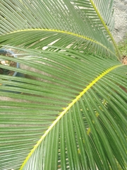 Cycas