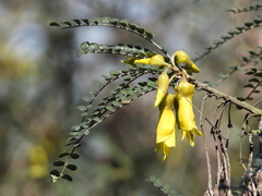 Sophora cassioides