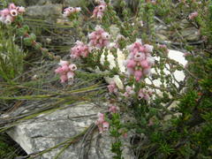 Erica oreotragus