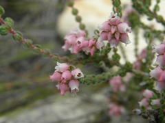 Erica oreotragus