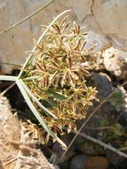 Cyperus sexangularis