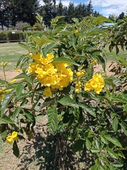 Senna viarum