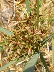 Cyperus sexangularis