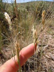 Poa fendleriana