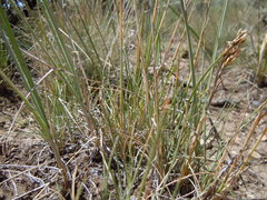 Poa fendleriana