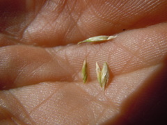 Poa fendleriana