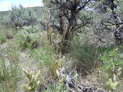 Poa fendleriana