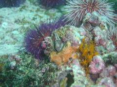 Chalaroderma ocellata