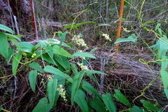 Dioscorea burchellii