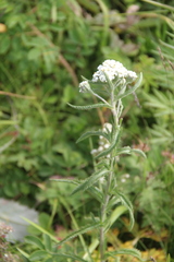 Achillea alpina camtschatica