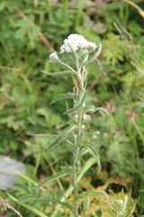 Achillea alpina camtschatica
