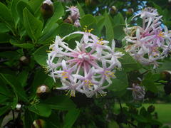 Dais cotinifolia