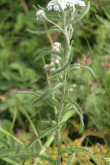Achillea alpina camtschatica