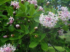Dais cotinifolia