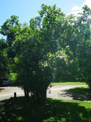 Dais cotinifolia
