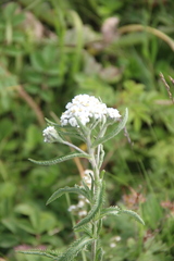 Achillea alpina camtschatica
