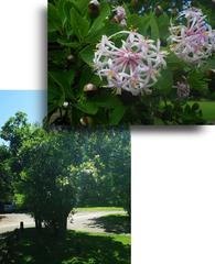 Dais cotinifolia