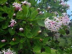 Dais cotinifolia