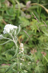 Achillea alpina camtschatica